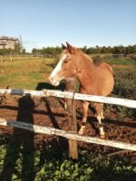 Ferme pédagogique Loukous – Larache